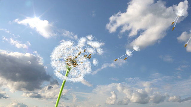 Dandelion, 3d animation against sky background