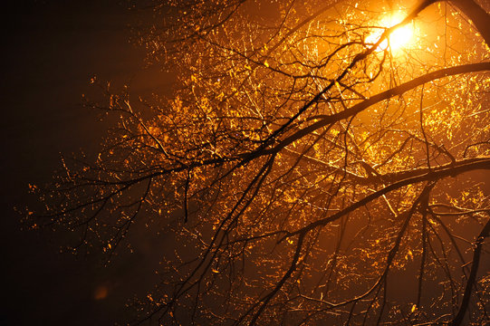 Silhouette of trees in the mist with yellow light streaming