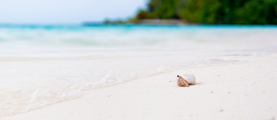 Hermit crab watching the ocean on a white beach in Maldives