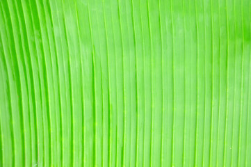 bananas green leaf for background