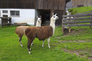Lamas in Österreich / Schladming