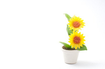 The beautiful sunflower isolated on a white background
