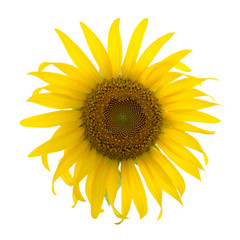 a beautiful sunflower with dew drops isolated on white