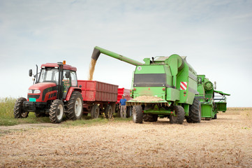 Fototapeta premium Pouring soy bean