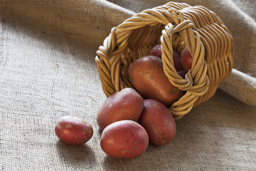 Red potatoes scattered from wicker basket