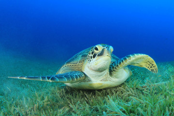 Green Sea Turtle