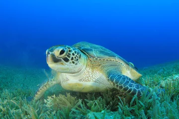 Poster Tortue Green Sea Turtle