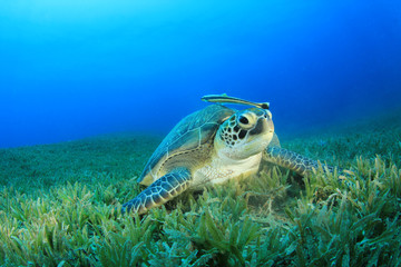 Naklejka premium Green Sea Turtle