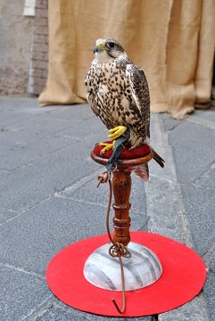 Falco - Lanario