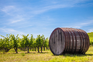 Fototapeta premium Tuscany wineyard