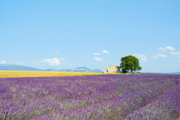 Fototapeta na wymiar Lawenda kwiaty kwitnące pola, dom i drzewa. Provence, Fra