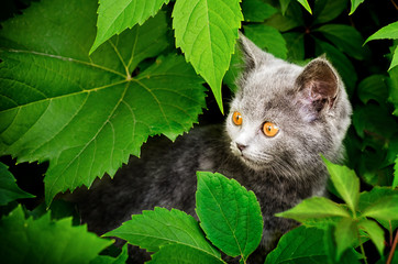 A photo of kitten  of Britisher is in vine leaves