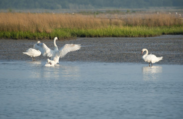 Lagoon swans