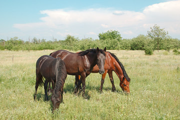 Grazing Horses