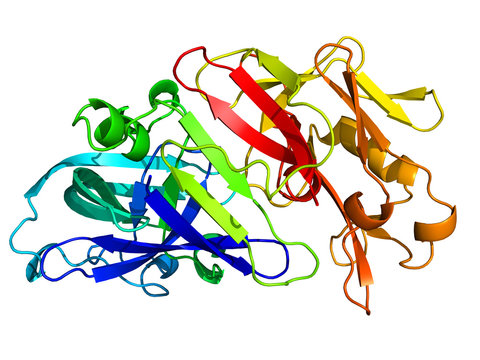 Pepsin Molecule On White