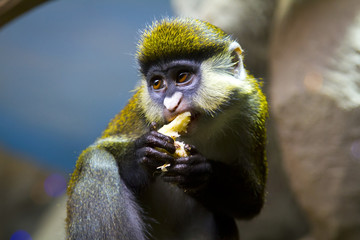 Обезьяна в Московском океанариуме