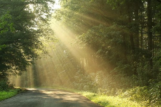 Fototapeta Country road running through the spring deciduous forest at dawn