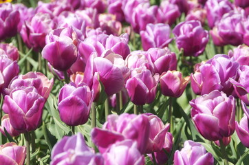 Fototapeta premium Distesa tulipani lilla