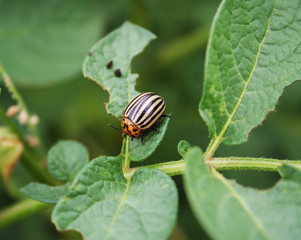 Colorado bug eat potato