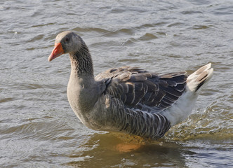 домашний гусь