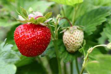 Strawberry