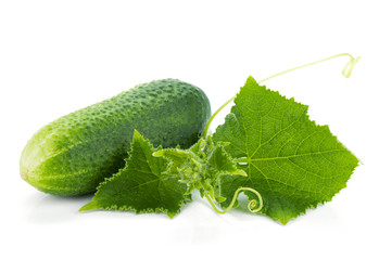 Ripe cucumber fruit with leaves