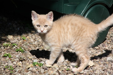 Chaton joue dans l herbe dehors extérieur adorable