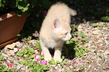 Fototapeta premium Chaton joue dans l herbe dehors extérieur adorable