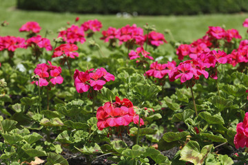plants de géraniums