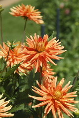 fleurs du jardin