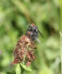 Fliegenpaarung