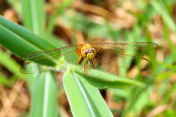 dragonfly outdoor
