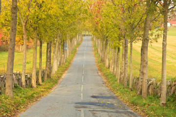 Tree lined road