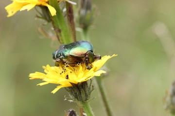 Rosenkäfer auf Blüte