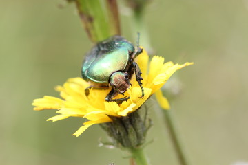 Rosenkäfer auf Blüte