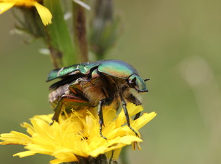 Rosenkäfer beim Abflug