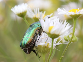Rosenkäfer auf Blüte