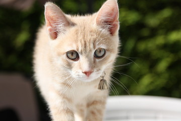 Chaton joue sur la table mignon adorable blanc beige