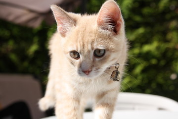 Chaton joue sur la table mignon adorable blanc beige