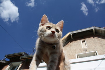 Chaton joue dans l herbe dehors extérieur adorable ciel bleu