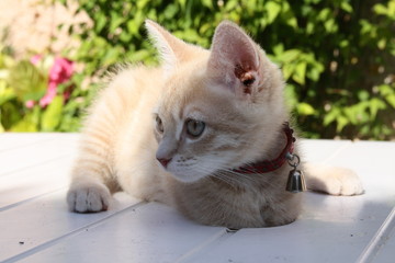 Chaton joue sur la table mignon adorable blanc beige