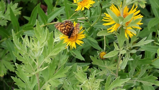 butterfly flaps its wings on a flower.
