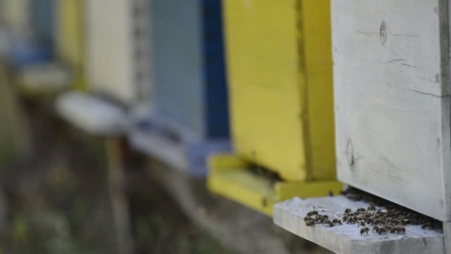 honey bee home in nature