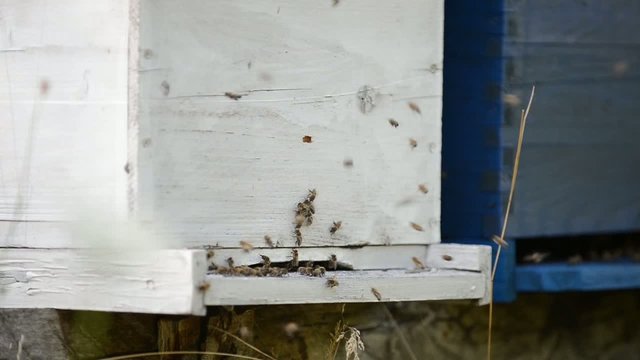 honey bee home in nature