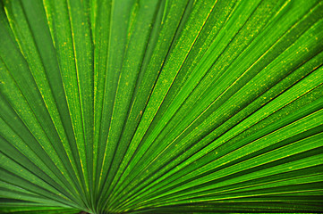 Obraz premium Beautiful leaf texture