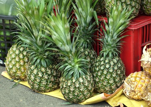 Large Green Pineapples