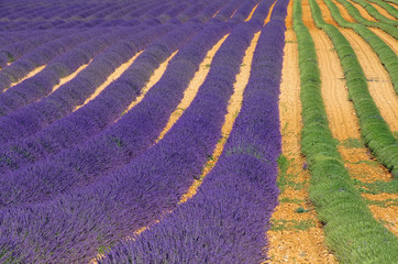 Lavendelfeld Ernte - lavender field harvest 02