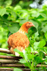 Red Chicken on Wicker Fence