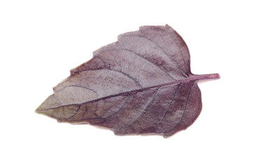 Fototapeta premium Purple Basil Leaf Isolated on White Background