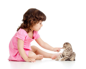 little kid playing with Scottish fold kitten